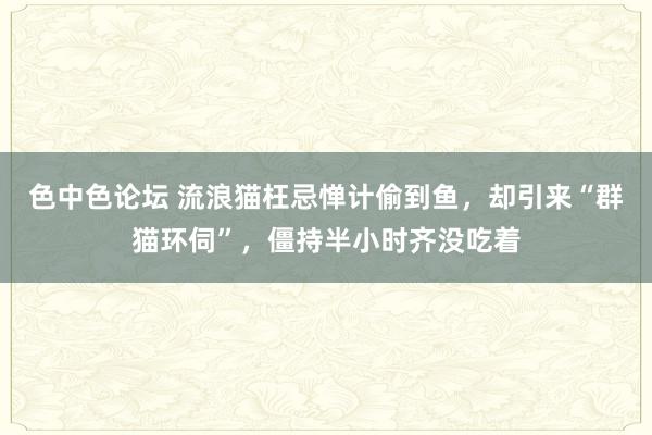 色中色论坛 流浪猫枉忌惮计偷到鱼，却引来“群猫环伺”，僵持半小时齐没吃着